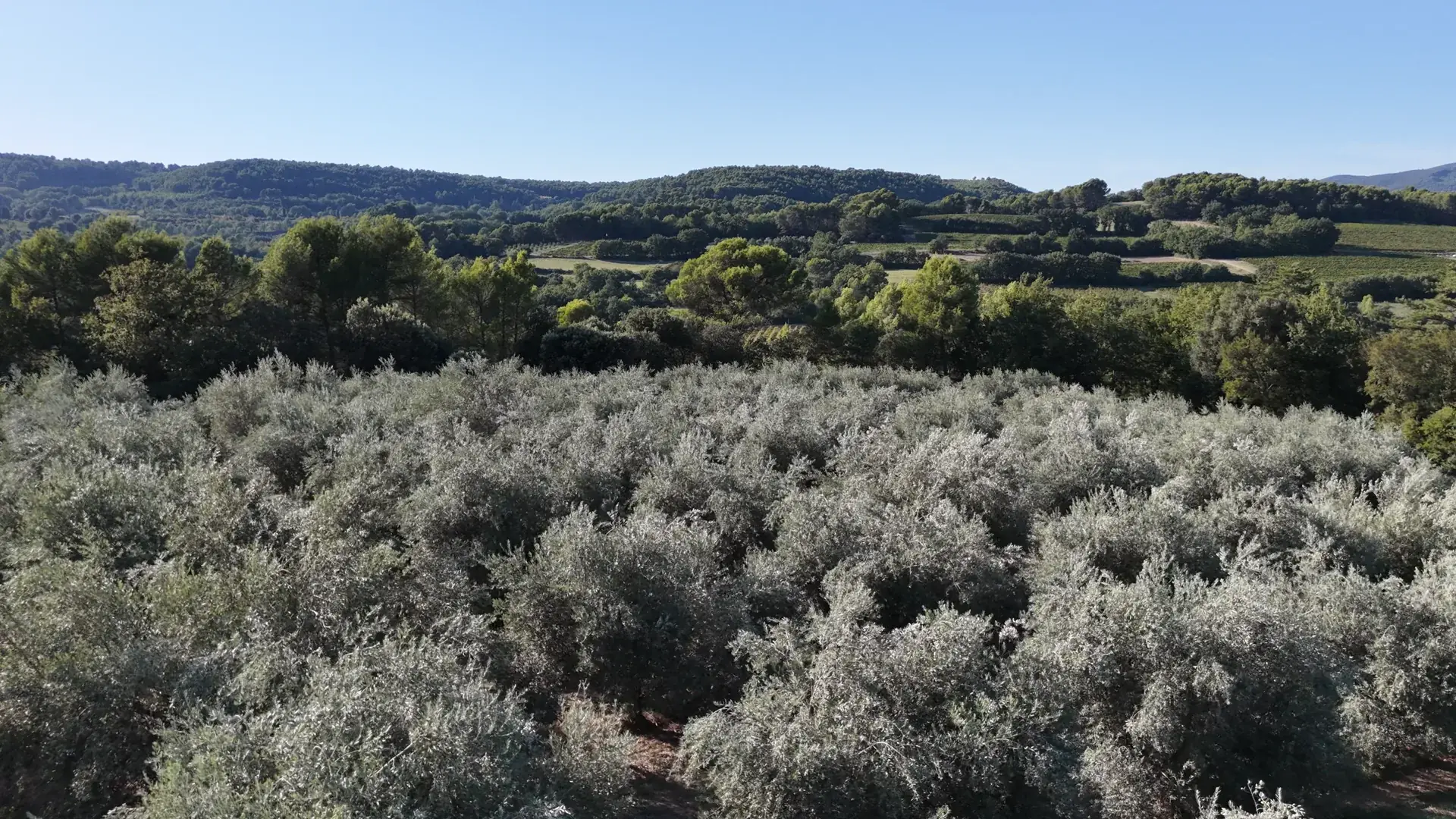 Vue aérienne des oliviers, des chemins et des collines du Domaine 1820
